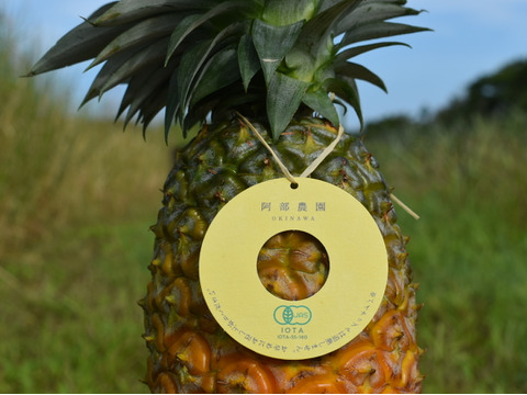 【有機JAS認証】台湾生まれのボゴールパイン　約３kg（３～５玉）