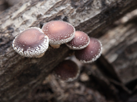 【期間限定】ジューシーで風味豊かな原木しいたけ『生』500g