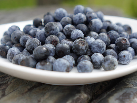 【福袋】冷凍ブルーベリー500ｇと冷やして食べるブルーベリーバターどらやき4個セット