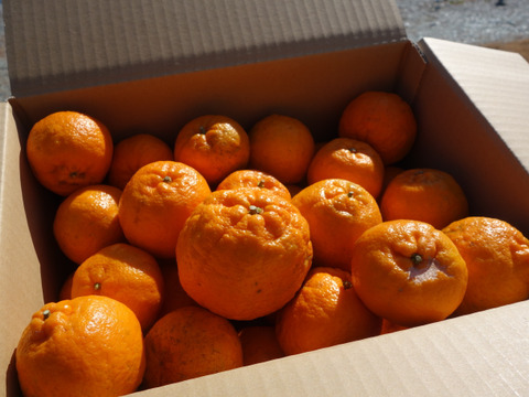 【甘いけど傷もの。訳あって家庭用】びわ屋のポンカン（千々ポンカン）5㎏でお届け
