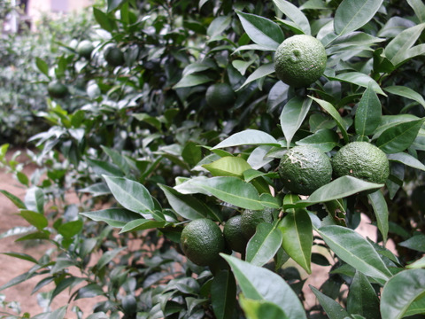 有機JAS 青ゆず１.５キロ -2025年産-