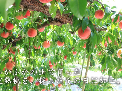 使うのは福島の朝採れ桃だけ！桃の無水コンポート加糖　お得なアウトレット品2000ｇ　デザート・お菓子作りに