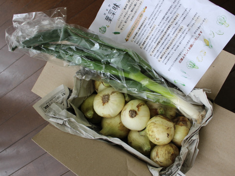 【農薬不使用】甘くてさっぱり！やわらか春のたまねぎ　１.５kg（10〜12個入り）