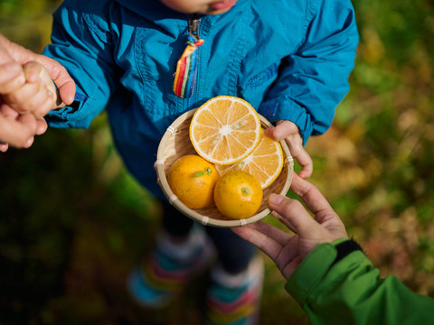完熟ゆこう　5000g
生産量が少なくスーパーでは出回らない「幻の果実」京都の料亭では欠かせない存在であり、近年はヨーロッパのシェフたちにも愛さるローカル柑橘