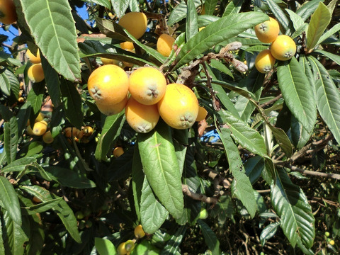 自然栽培びわ 茂木びわ　農薬不使用１．５キロ
