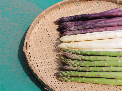 (PL)[有機JASパープルアスパラガス]カルデラの紫宮女(北海道)(春芽)