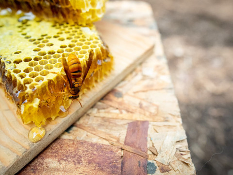 日本蜜蜂の巣蜜『極味』：福岡県産のはちみつ｜食べチョク｜産地直送