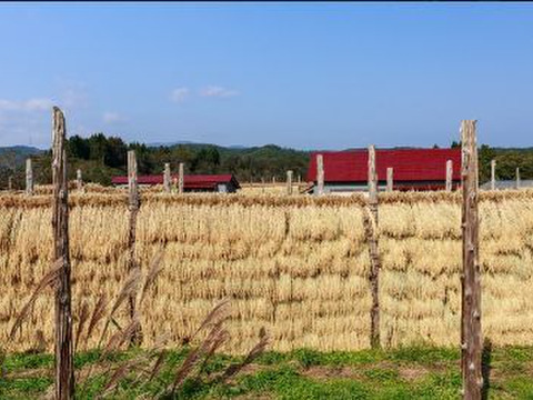 【福袋】🎍売れ切れ御免‼️限定100セット🎯令和7年新潟県五泉市四ケ村産 ✨️三種の神米食べ比べセット🌾🎯コシヒカリ、新之助、いのちの壱。各2kg入  ×3  🍚6kg白米 福袋限定商品✨️