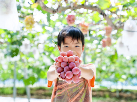 目にも鮮やか！大粒3色種なしぶどうセット1400g以上（計3