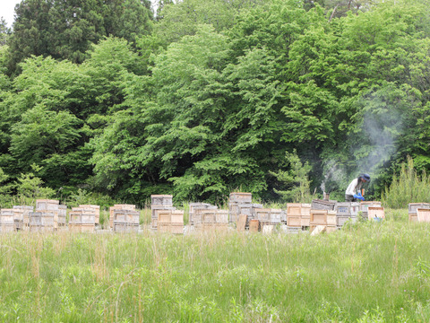 岐阜県産　野山のはちみつ＊そよご蜂蜜(300ｇ)