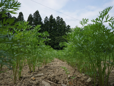 【金美ニンジン1.5㎏】食卓を彩る黄金の甘さ！人参嫌いも克服する美味しさ