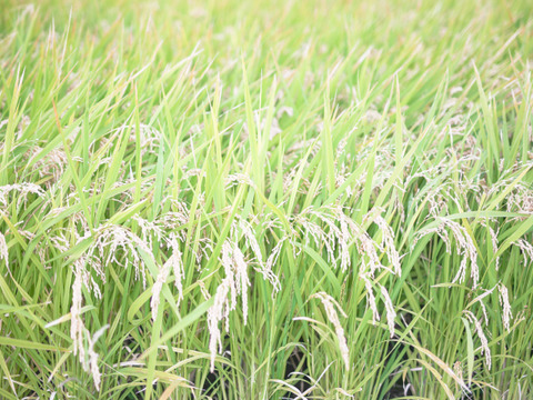 【2021年産　玄米】一粒がきわ立つ　『天のつぶ（10kg）』トピカ農産　福島県南相馬市
