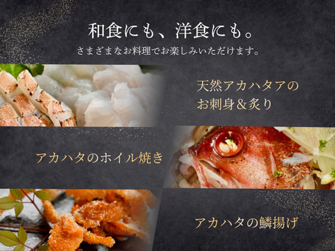 【特大サイズ】 宮崎のアカハタ（４匹）｜８月下旬まで発送