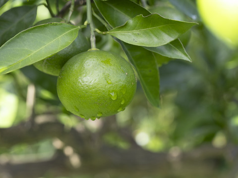 爽やかな香り！自然栽培摘果みかん　４ｋｇ