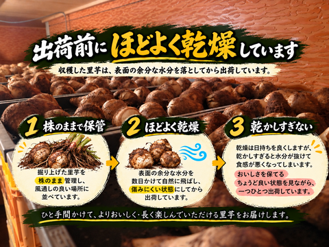 山形・山あい育ち！とろける「土垂」｜清水と寒暖差が育む里芋　1kg