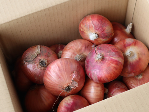 【農薬・化学肥料不使用】【約10キロ】長野伊那谷の赤たまねぎ