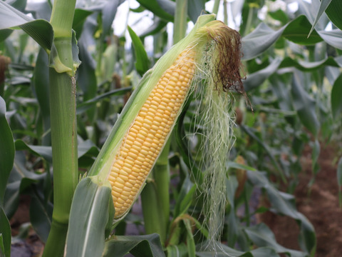 朝採れ新鮮ジューシー‼新品種「ゴールデンタイム」8本🌽銀座おむすび屋の御用達🍙魚沼産とうもろこし👑フルーツの様に甘い✨大きく食べ応え◎売り切れ次第終了‼夏ギフト🎁