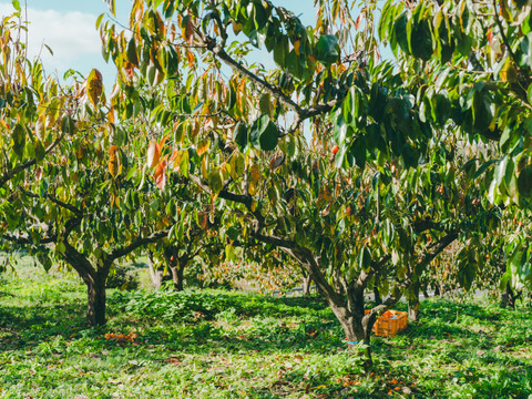 プレミアム干柿SHUKU「西条柿」4玉