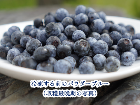 ★粒ぞろい★甘みが増した晩期の中粒樹上完熟冷凍ブルーベリー500g