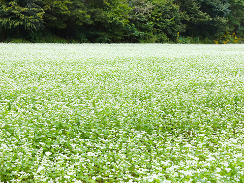 【4袋セット】千葉県の幻のそば「千葉在来」十割蕎麦　自然栽培　無塩　無添加