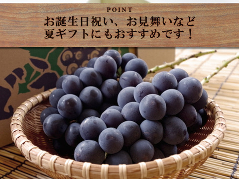 【昨年大好評農家直送山梨県産】種なし巨峰3kg贈答品質 朝採り！産地直送】山梨県産の種なし巨峰 3kg（4~6房入） - 巨峰