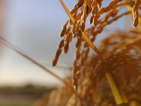 【数量限定】低アミロースでもっちもち*令和６年産特別栽培米さとのつき　白米５kg