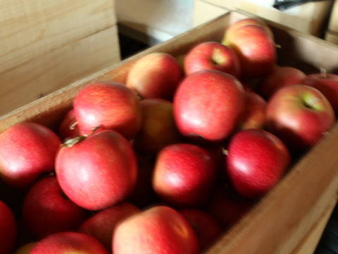 【先行予約・11月中旬発送予定】葉とらずふじ 当園の１番人気りんご！ 5kg（12〜20玉）
