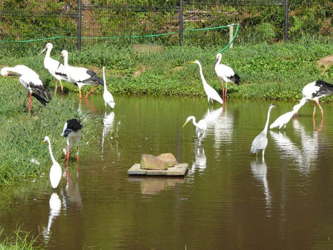 令和7年産 きぬむすめ【白米】 10kg