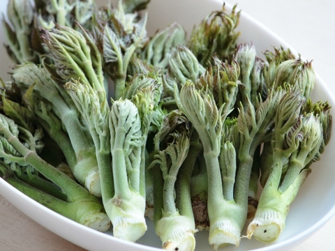 【150g】山菜の王様登場！妙高山の手摘み天然朝採り たらの芽 1番芽だけ厳選してお届け！食べごたえ満点！