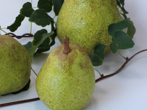 山形県産 特選ラ・フランス】5kg（24～20玉）🍐芳醇な香り