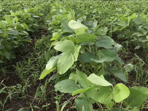 〈メール便〉きな粉100g【無肥料・栽培帰還中農薬不使用・天日干し】