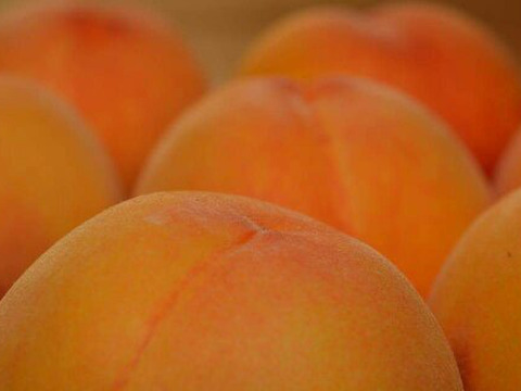 希少品種が入るかも！【品種おまかせ🍑黄桃】訳あり2kg ※8～10月発送