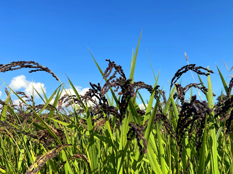 【2025年度産】自然栽培&天日干し『古代米ミックス』［紫黒米＋緑米］玄米250g（富山県氷見産）