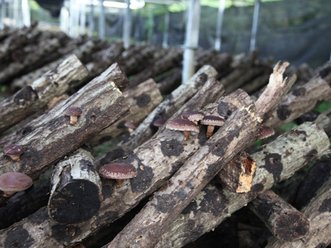 『旨味最強レベル！』原木で育てた「乾燥原木しいたけ」７０ｇ