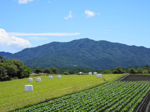 【旬の野菜セット・8種】群馬・六合の伝統野菜や幻の419キャベツ等