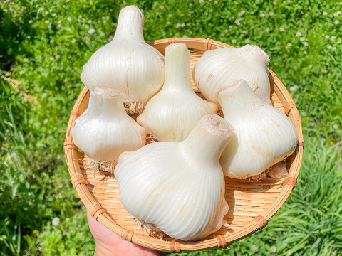 【スタミナ満点！】宮城県産 自然栽培物 ジャンボにんにく約1kg