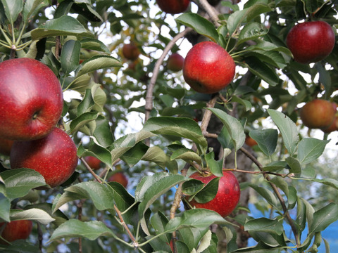 【ストレート】【無添加】濃厚葡萄まる搾りジュース720ｍｌ（砂糖不使用）×1本,
【ストレート】完熟りんごまる搾りジュース720ｍｌ（砂糖不使用）×１本