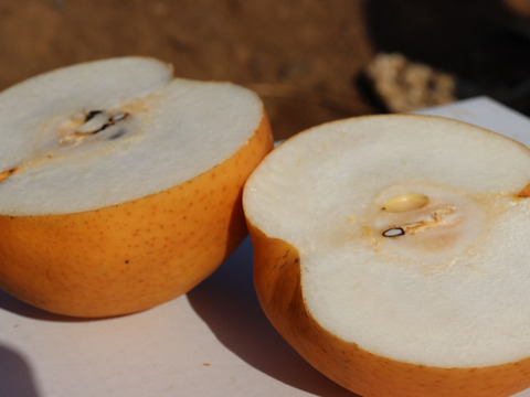 秋が始まる！！ 二代目　川添果樹園のBIG梨☆愛宕梨