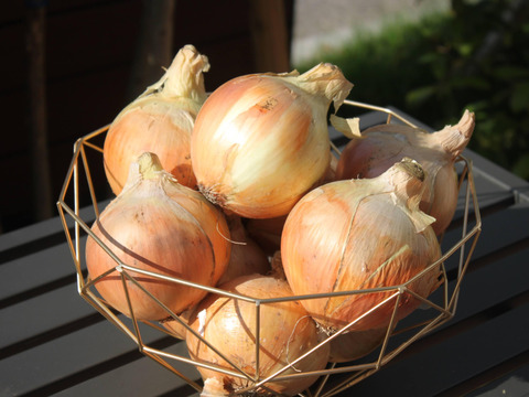 甘さが自慢！淡路島の名産『淡路島タマネギ』１０㎏