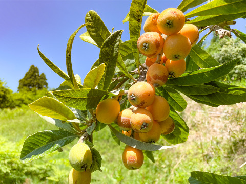 【自然栽培・旬の味覚】稀少な宮城県産 びわの実3パック びわの葉のおまけ付き