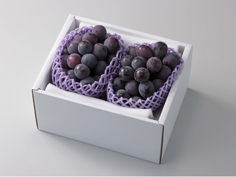 【訳ありご家庭用】限定50箱 ニューピオーネ約1.0kg着色不良でも味は美味しい！