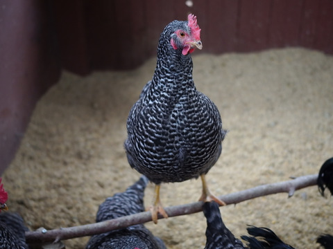 那須ブランド平飼い卵-金乃雫-〈日和・家庭用〉15個(割れ保証込20個)