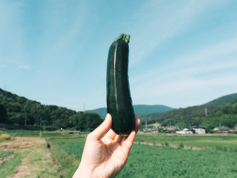 【京都産】ズッキーニ約1kg(4〜6本程度)｜農薬・化学肥料・除草剤不使用｜旨みたっぷりジューシーさが自慢の逸品