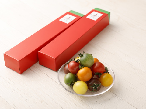 【食べ比べギフト】７色カラフルミニトマト：熊本県産：ギフトメッセージ対応