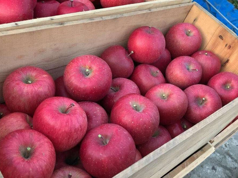 【ジューシー&甘味】味重視の方へ！個性豊かなイチ押しりんごギフト🍎 / 葉取らずサンふじ14~20玉（5kg）