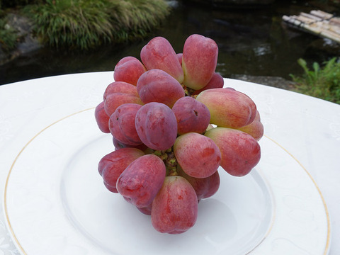 平井利右衛門の赤青ぶどう(バイオレットキング、雄宝/粒1.5kg)