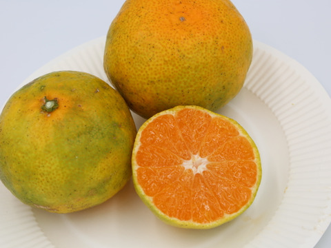 家庭用【自然栽培】クリスマスやお正月に最適　食べやすい甘さ 食べ出したら止まらない 早生みかん（10K）