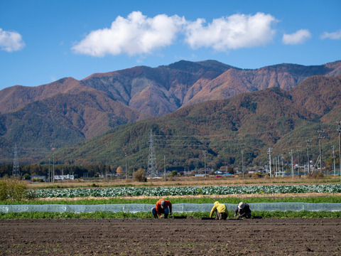 【農薬・化学肥料不使用】【約10キロ】長野伊那谷の赤たまねぎ