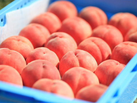 桃：美郷・1.5kg程度】新食感の品種！甘くて硬い大玉の桃：福島県産の