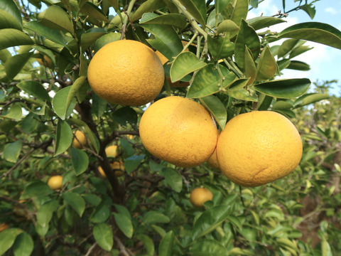 全国送料無料 栽培期間中肥料農薬不使用！自然栽培はっさく10kg：和歌山県産の 果物